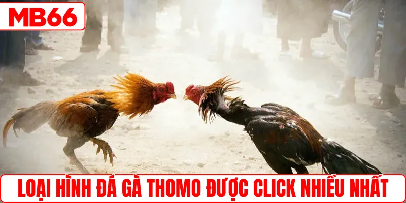 Các loại hình đá gà Thomo được click nhiều nhất