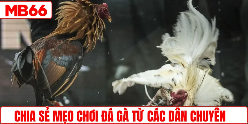 Chia sẻ mẹo chơi đá gà từ các dân chuyên