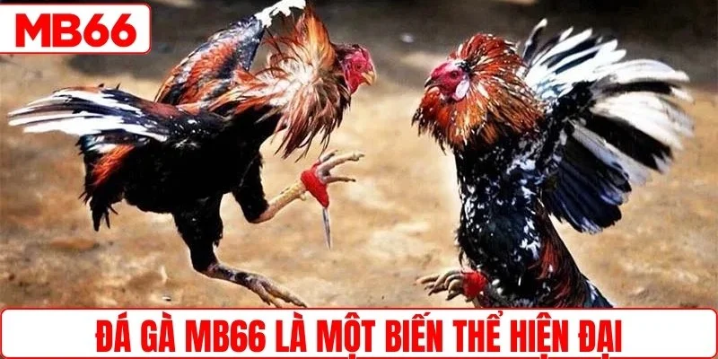 Đá gà MB66 là một biến thể hiện đại