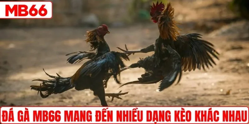 Đá gà MB66 mang đến nhiều dạng kèo khác nhau