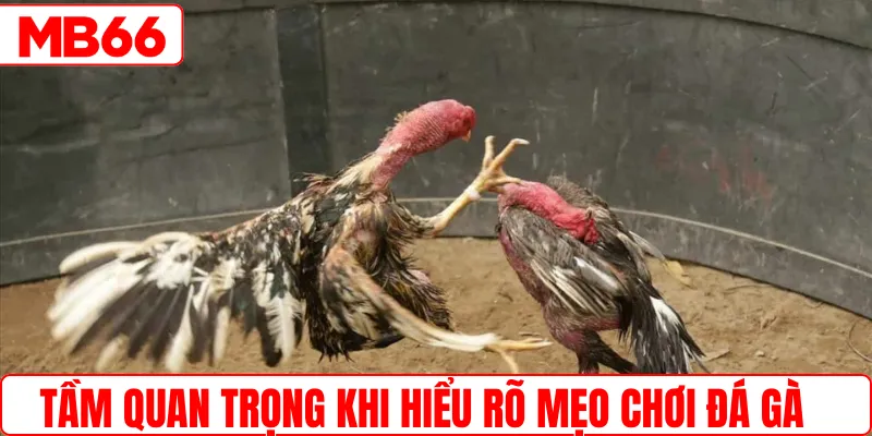 Tầm quan trọng khi hiểu rõ mẹo chơi đá gà